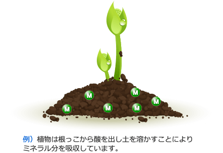 例）植物は根っこから酸を出し土を溶かすことによりミネラル分を吸収しています。